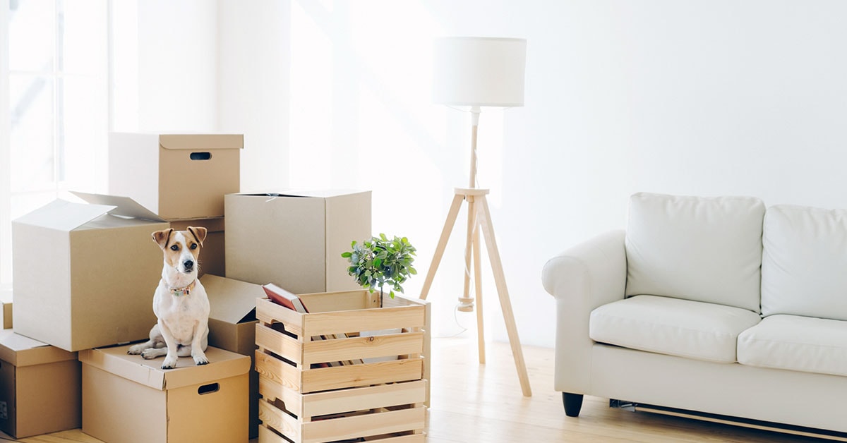 Hund sitter på flytteesker i stua, til illustrasjon for samlivsbrudd, skilsmisse og bolig