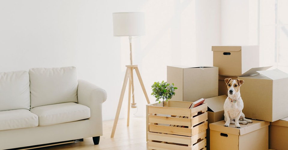 Hund sitter på flyttekasser i en stue, til illustrasjon for boligdrømmen